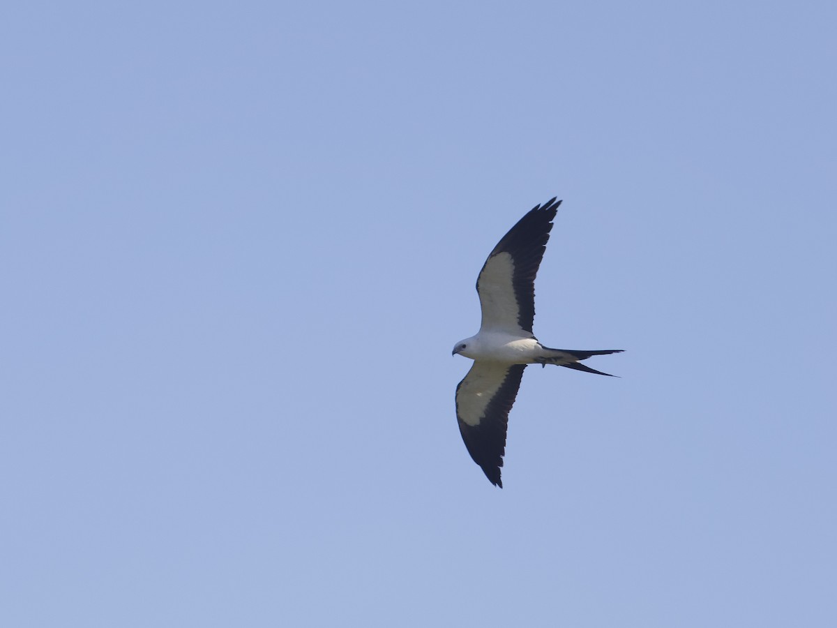 Swallow-tailed Kite - ML618367765
