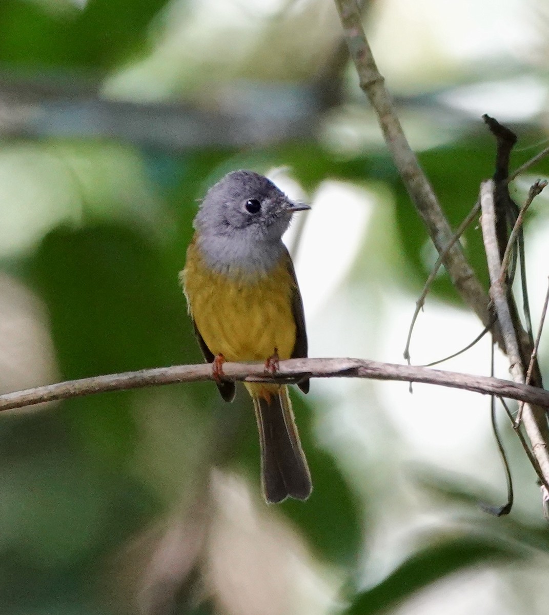 Gray-headed Canary-Flycatcher - ML618367824