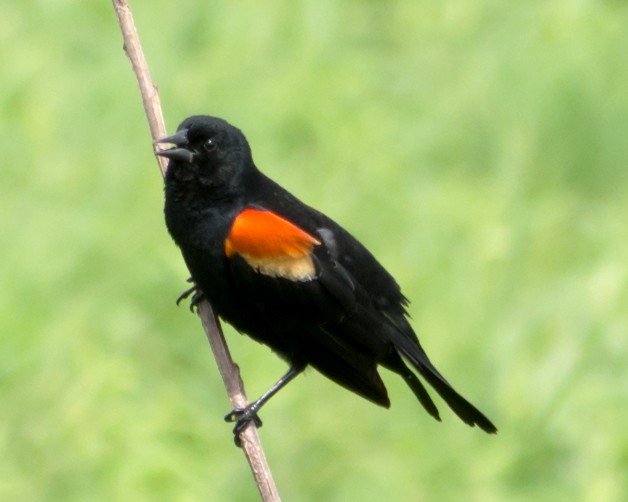 Red-winged Blackbird - ML618367834