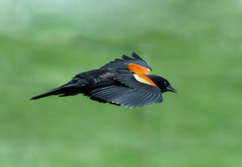Red-winged Blackbird - Jack and Shirley Foreman