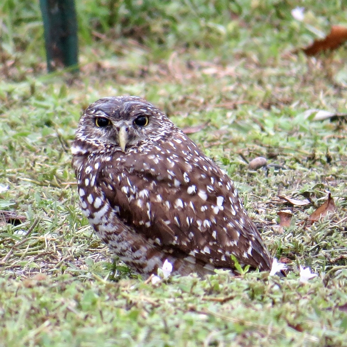 Burrowing Owl - ML618367875
