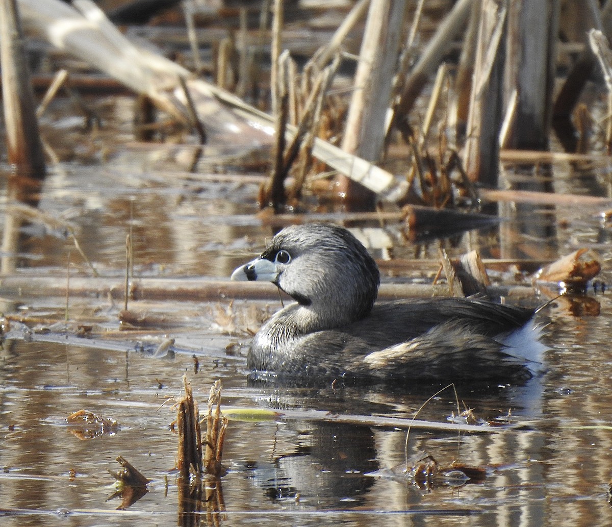 Pied-billed Grebe - Sharlane Toole