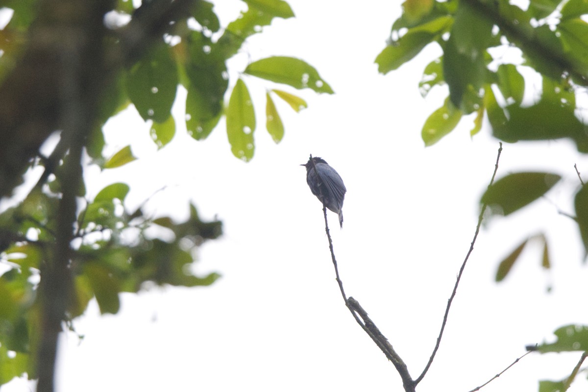 Square-tailed Drongo-Cuckoo - ML618367880