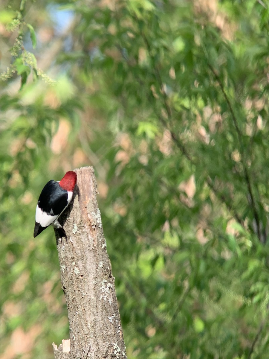 Red-headed Woodpecker - ML618367891