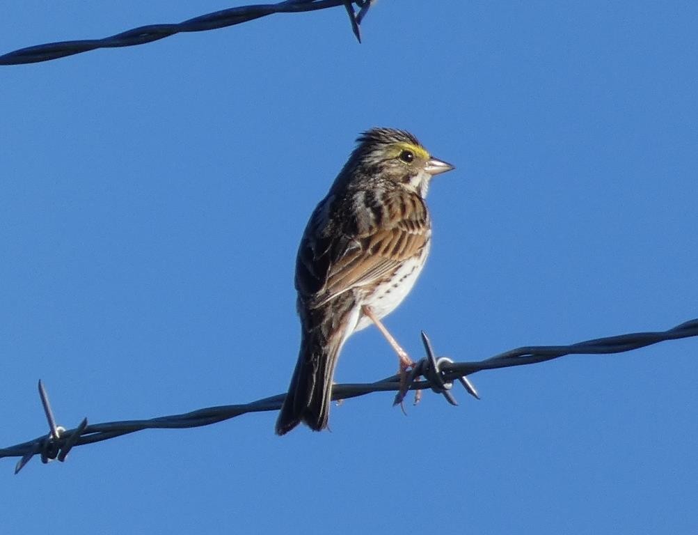 Savannah Sparrow - ML618367893