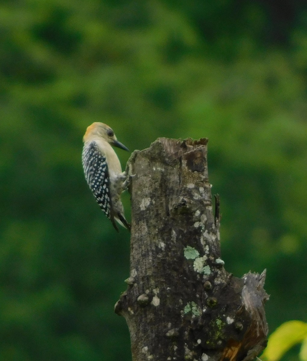 Red-crowned Woodpecker - William Figueroa WILLIAMBIRDING