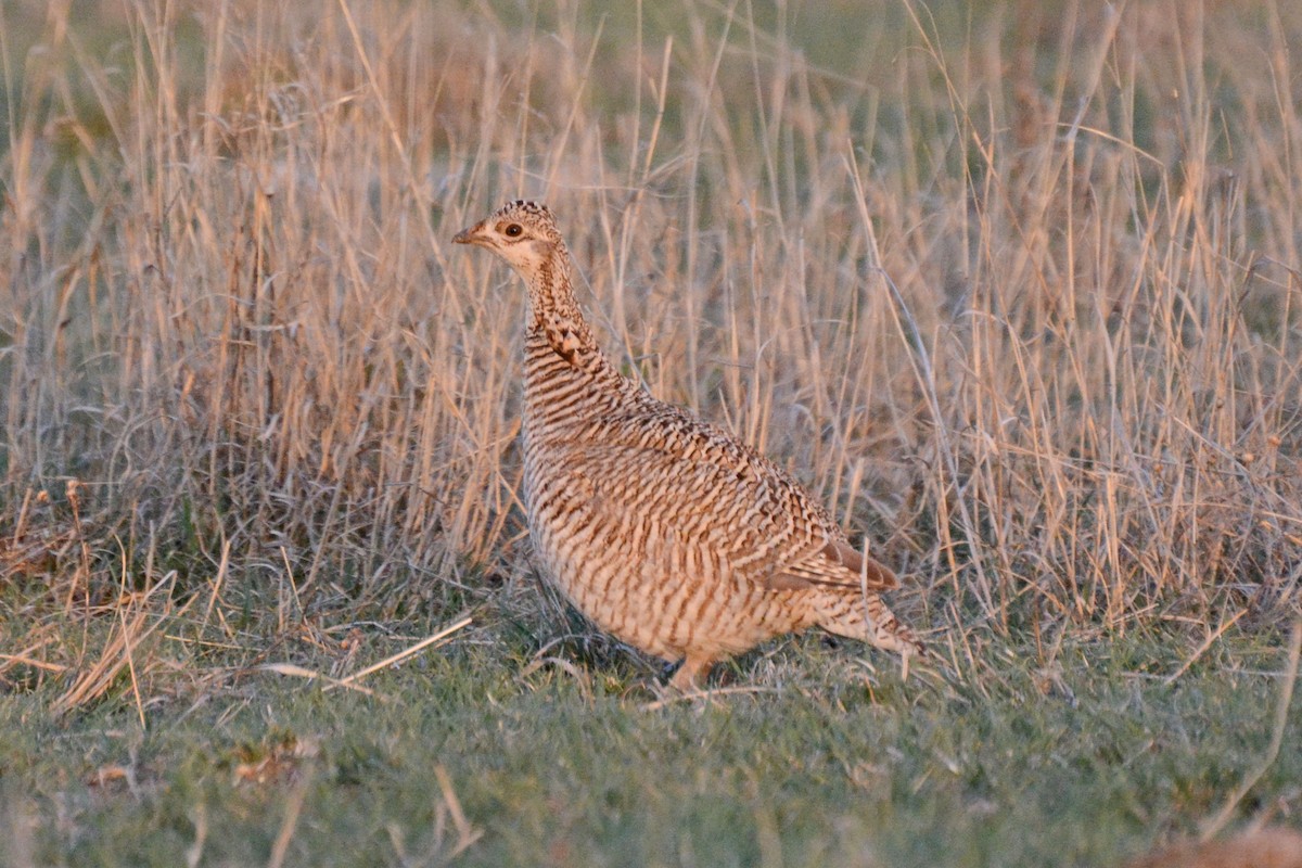 Lesser Prairie-Chicken - Janet Rathjen
