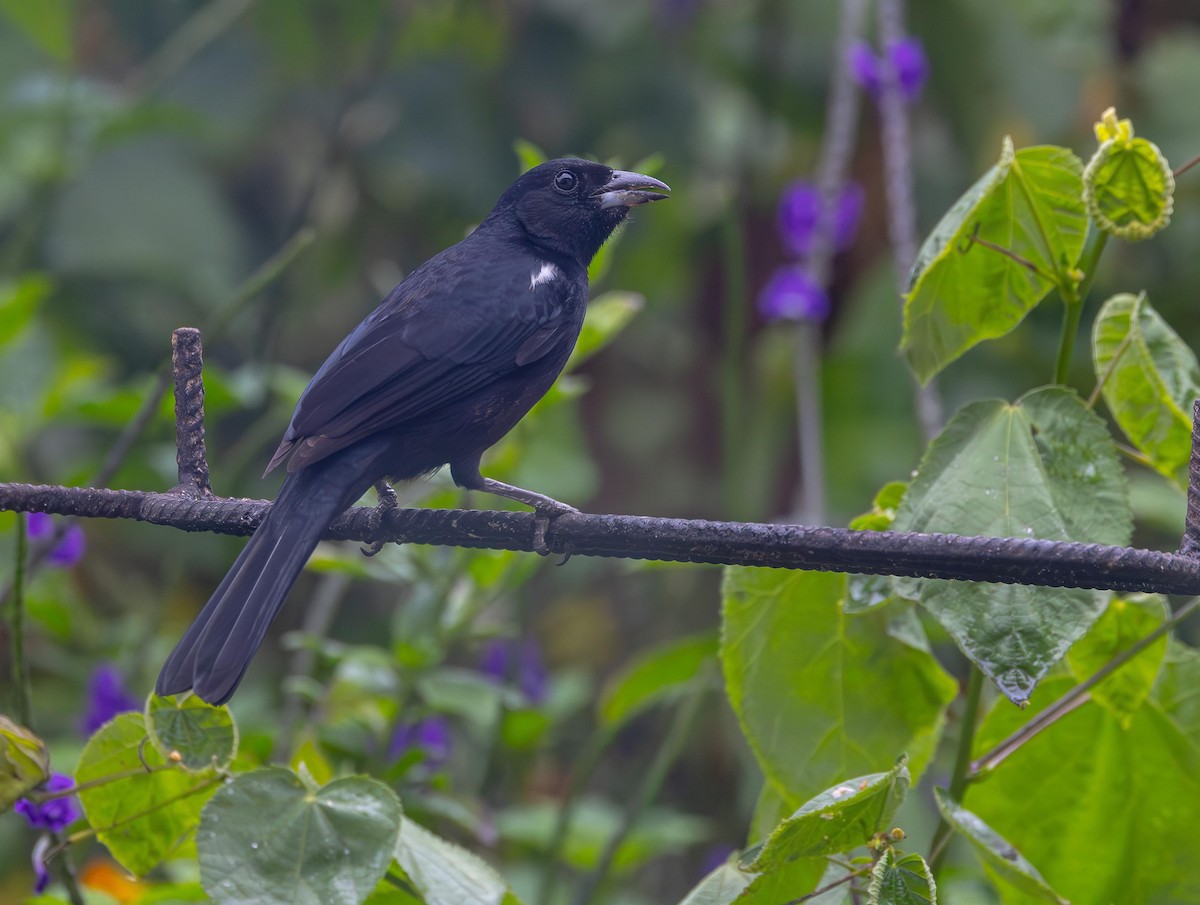 White-lined Tanager - ML618367918