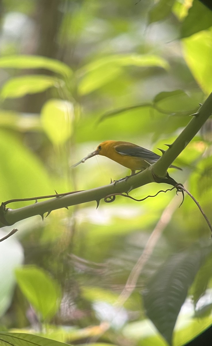 Prothonotary Warbler - ML618367919