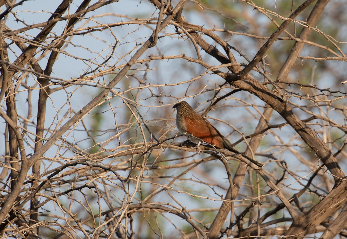 White-browed Coucal (White-browed) - ML618367927