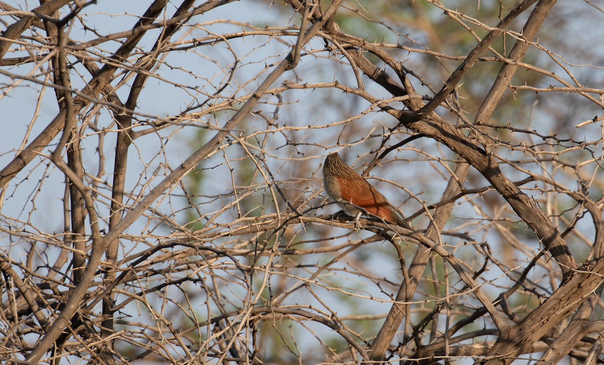 White-browed Coucal (White-browed) - ML618367928