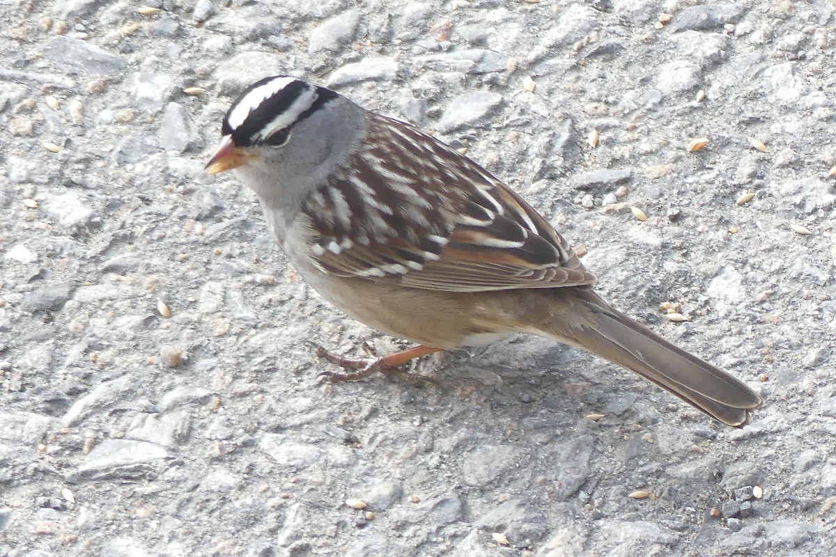 White-crowned Sparrow - Peter Lane
