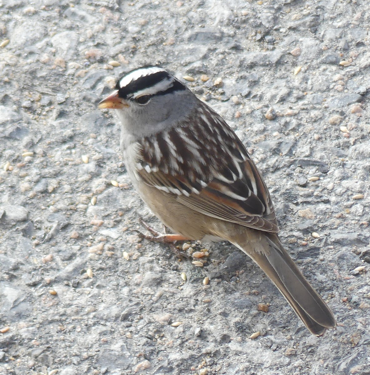 White-crowned Sparrow - ML618367958
