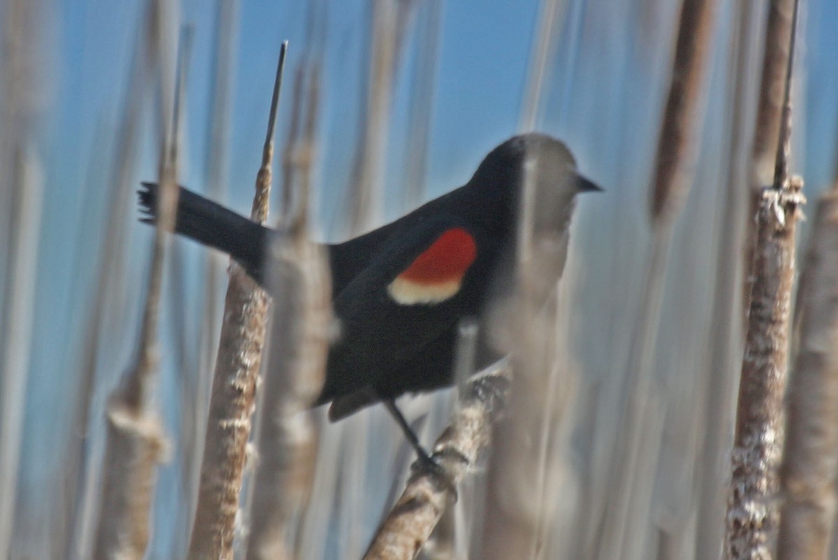 Red-winged Blackbird - ML618367963