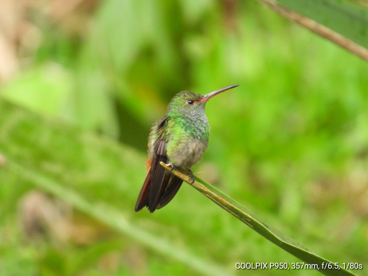 Rufous-tailed Hummingbird - ML618367969