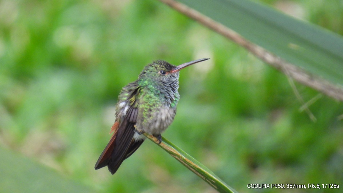 Rufous-tailed Hummingbird - ML618367970