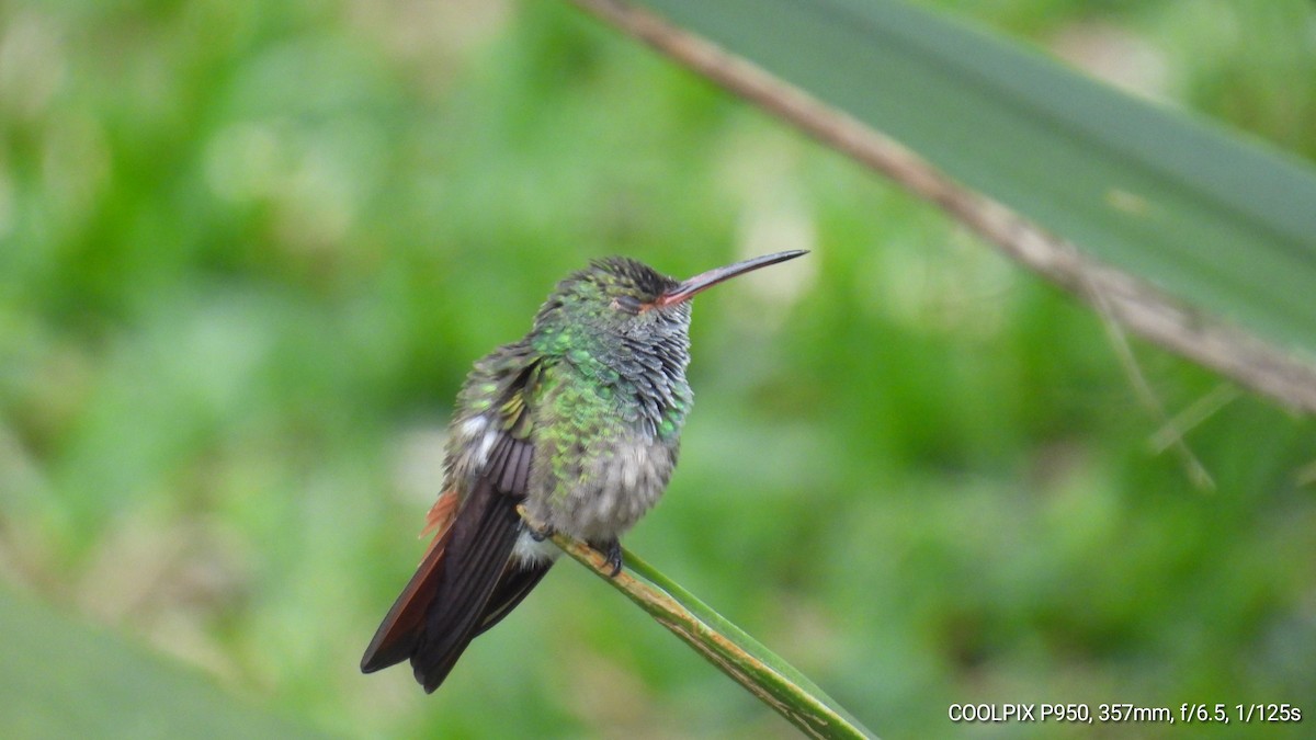 Rufous-tailed Hummingbird - ML618367971