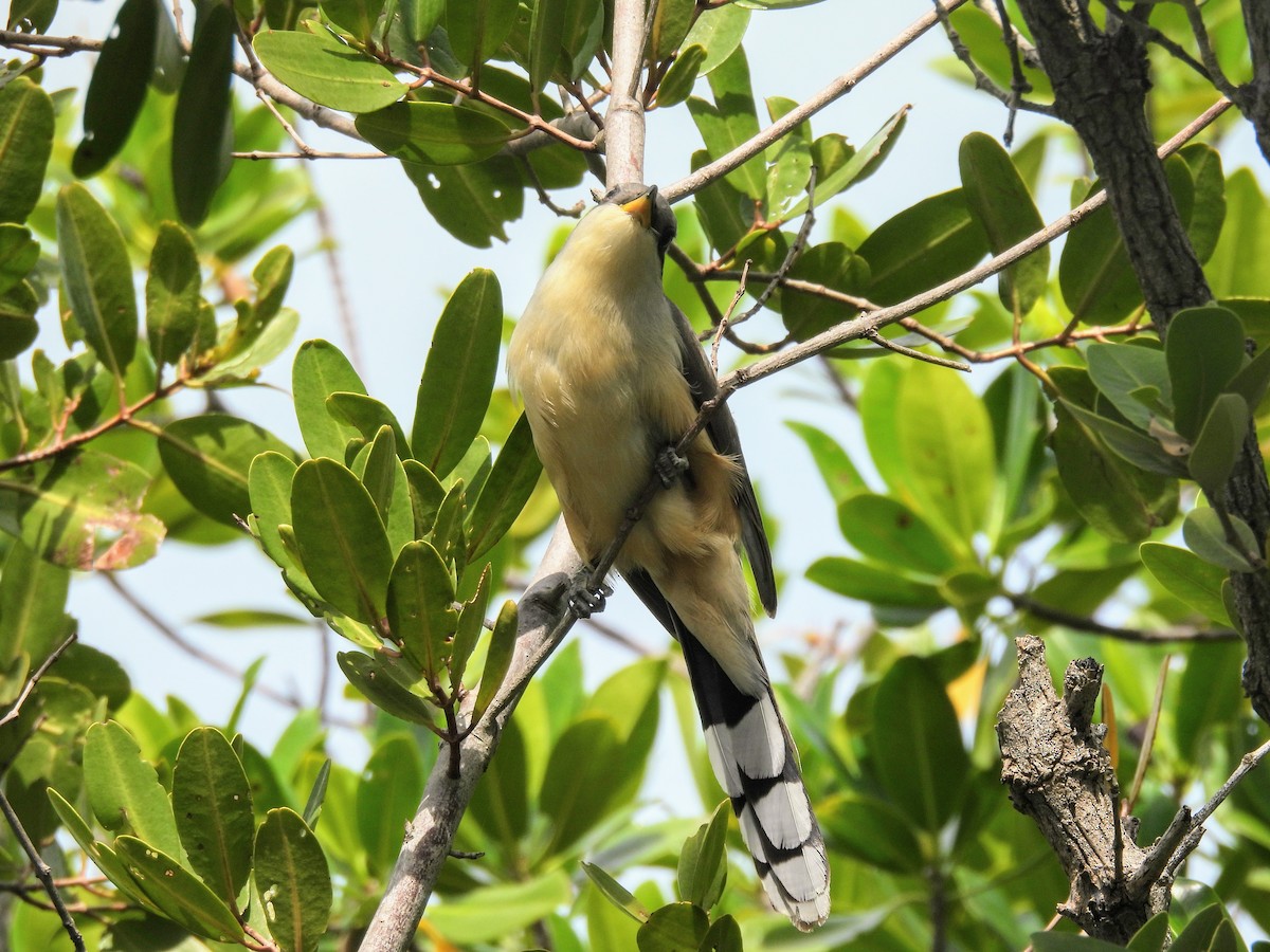 Mangrove Cuckoo - ML618368001