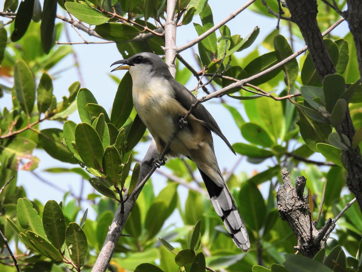 Mangrove Cuckoo - Lisa Schibley