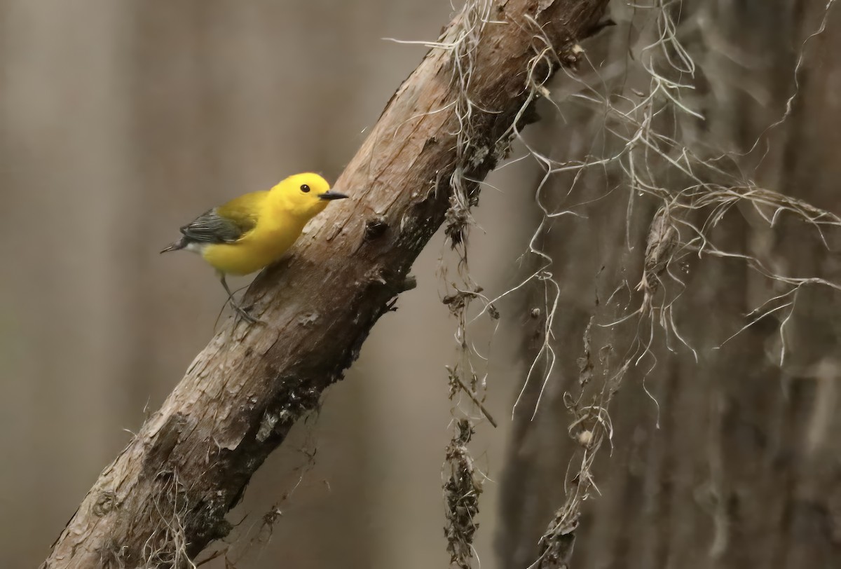 Prothonotary Warbler - ML618368059