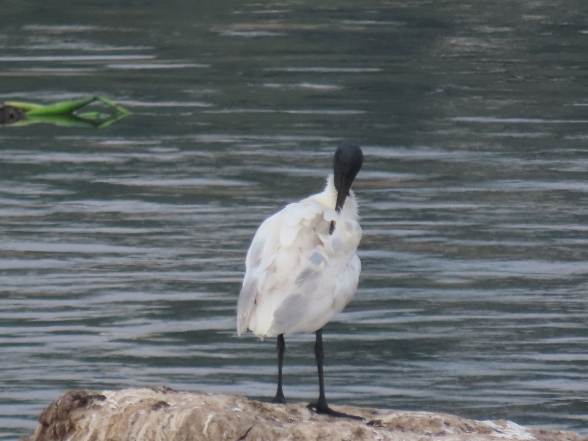ibis černohlavý - ML618368066