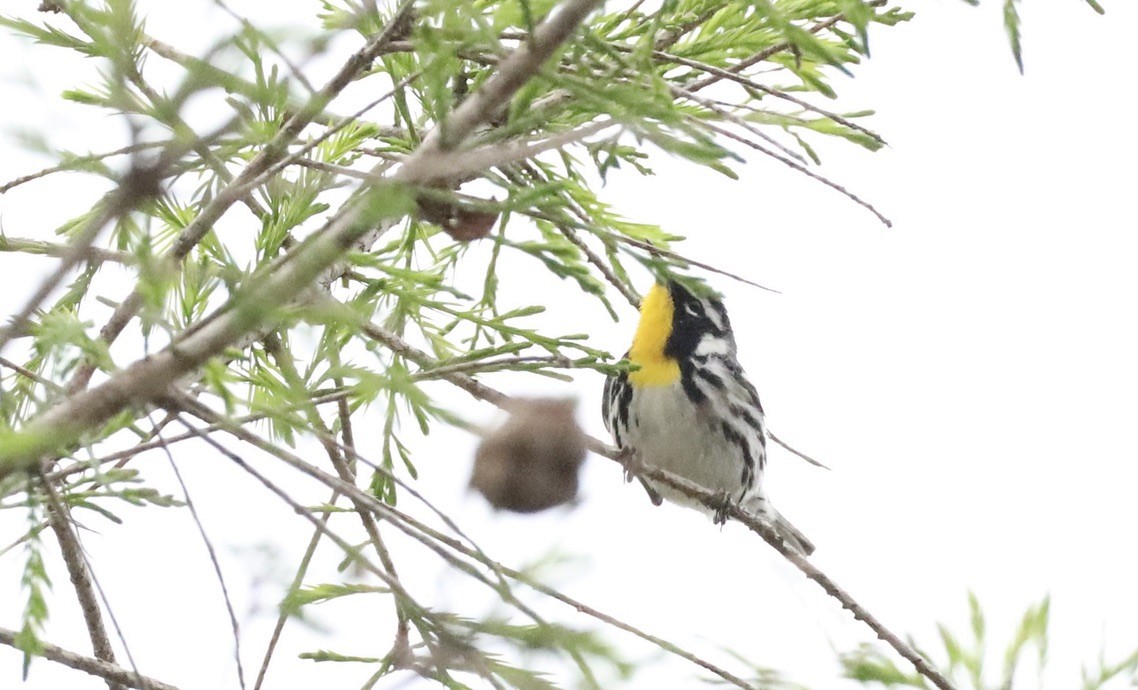 Yellow-throated Warbler - Michael Morton