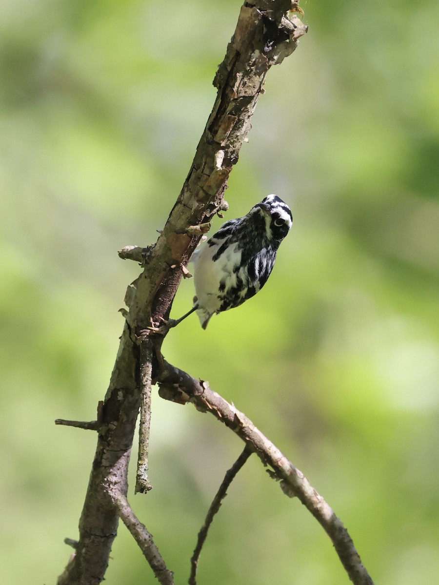 Black-and-white Warbler - ML618368074
