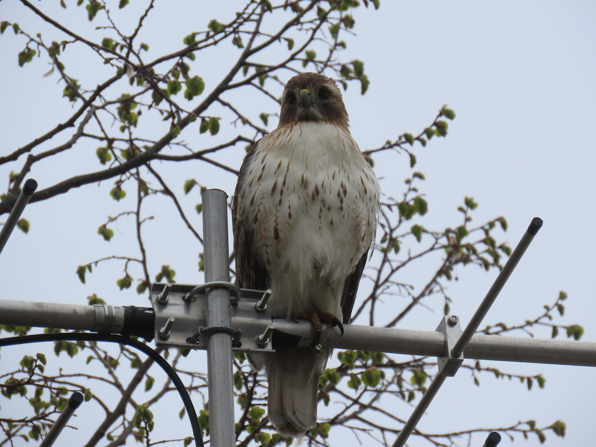 Red-tailed Hawk - ML618368081
