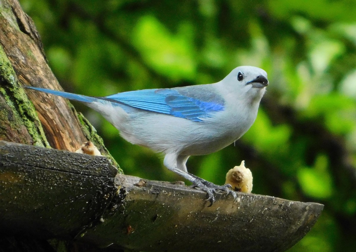 Blue-gray Tanager - ML618368116