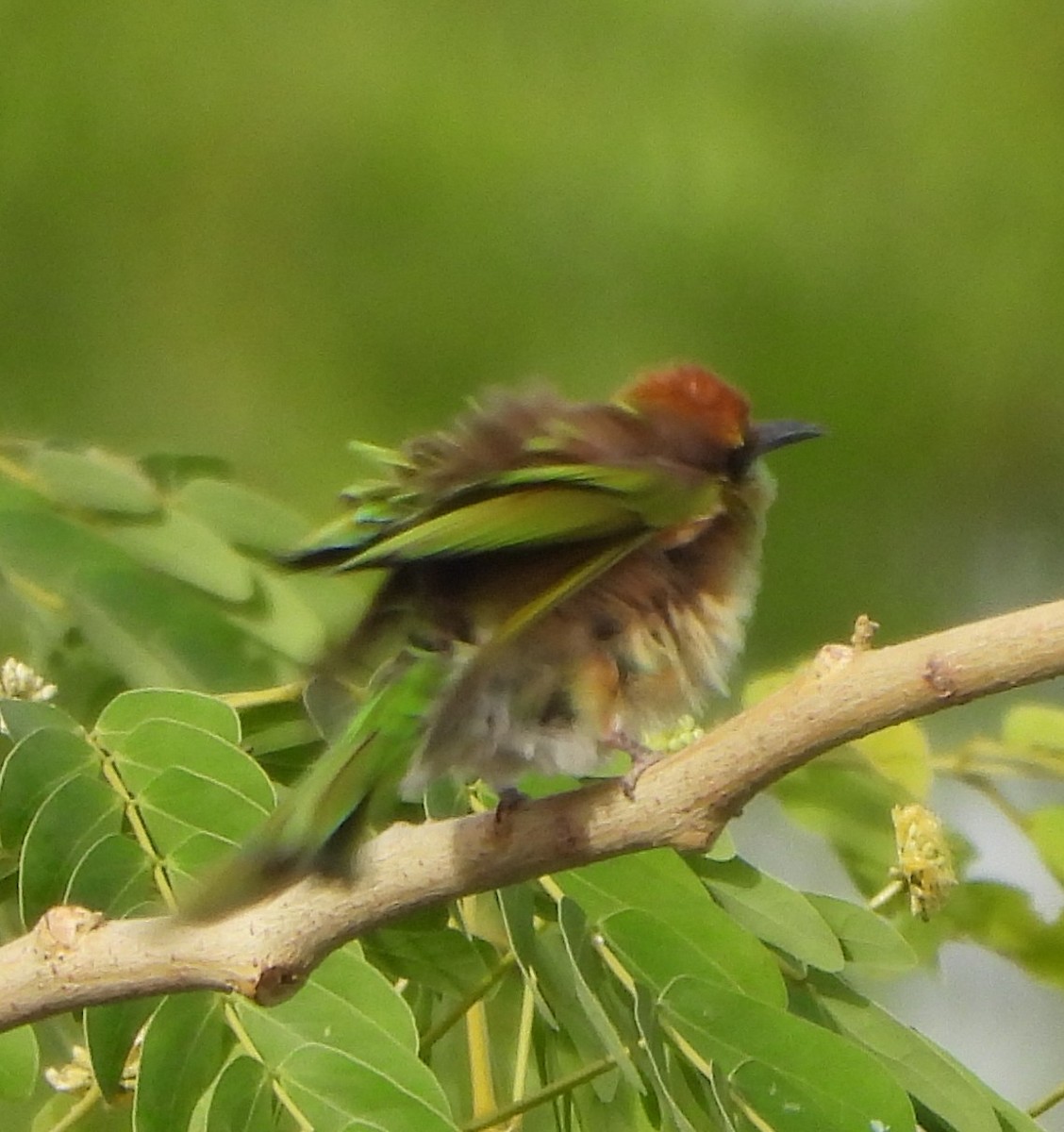 Asian Green Bee-eater - ML618368132