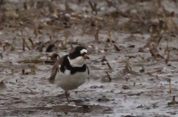 Semipalmated Plover - ML618368135