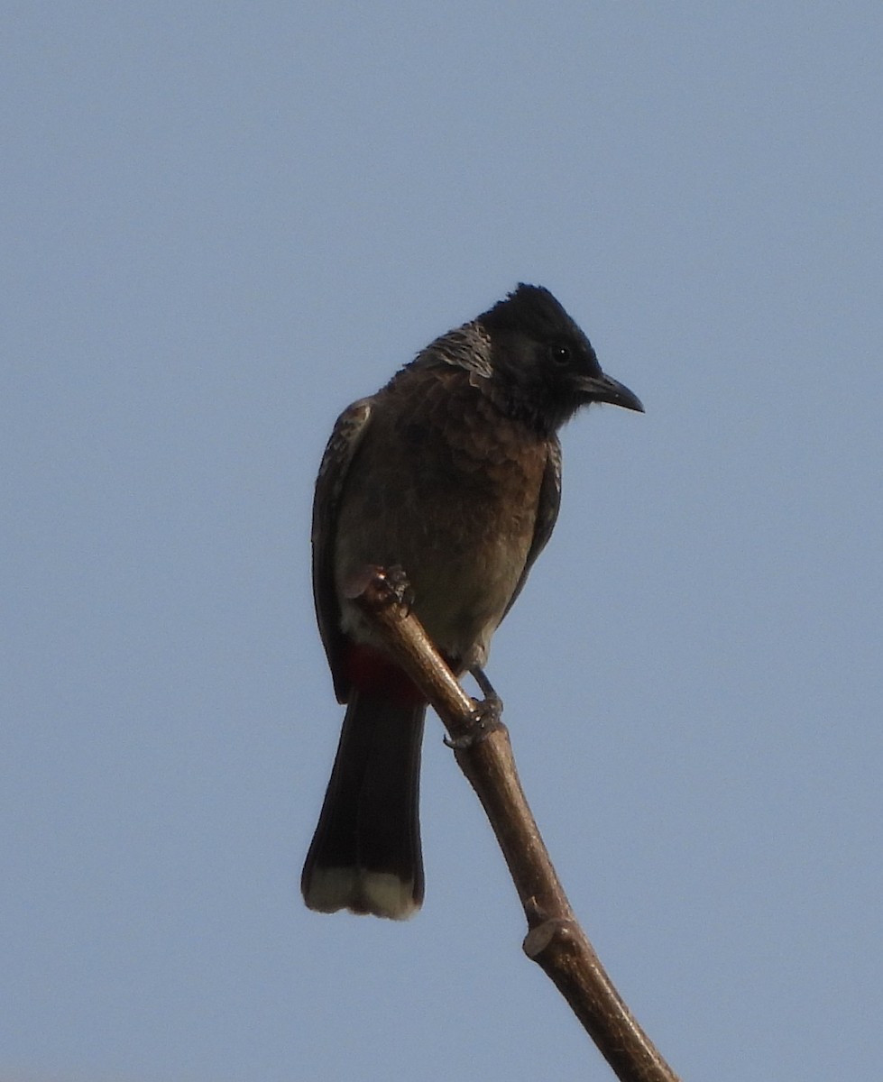 Red-vented Bulbul - ML618368142