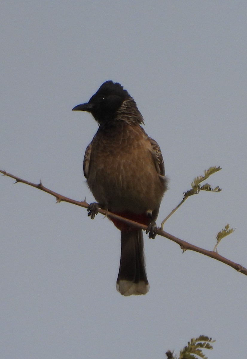 Red-vented Bulbul - ML618368143