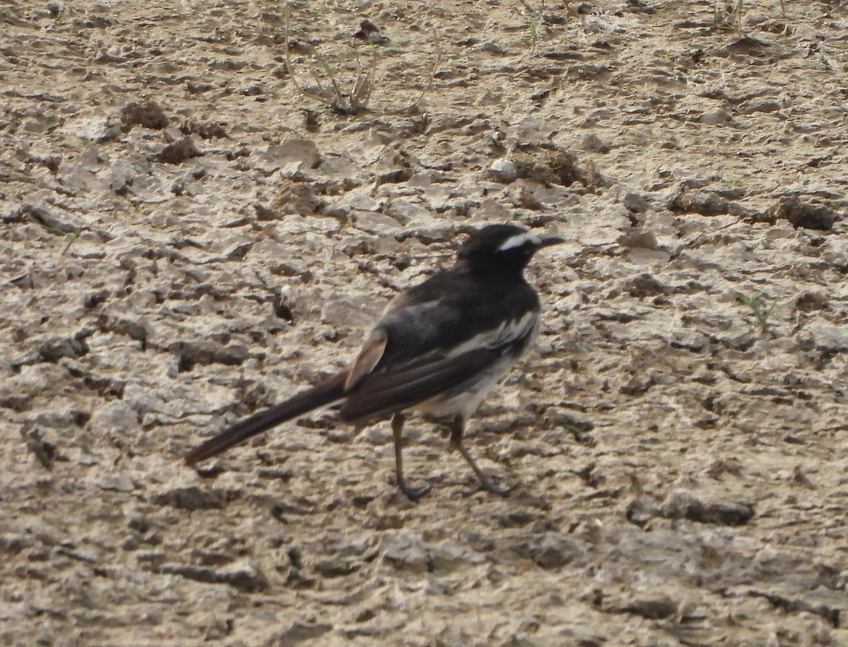 White-browed Wagtail - ML618368149