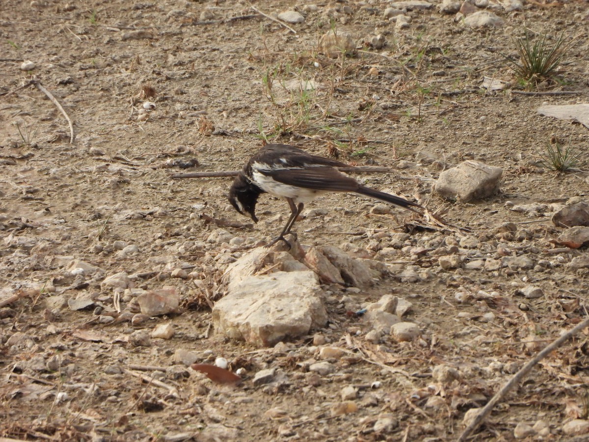 White-browed Wagtail - ML618368150
