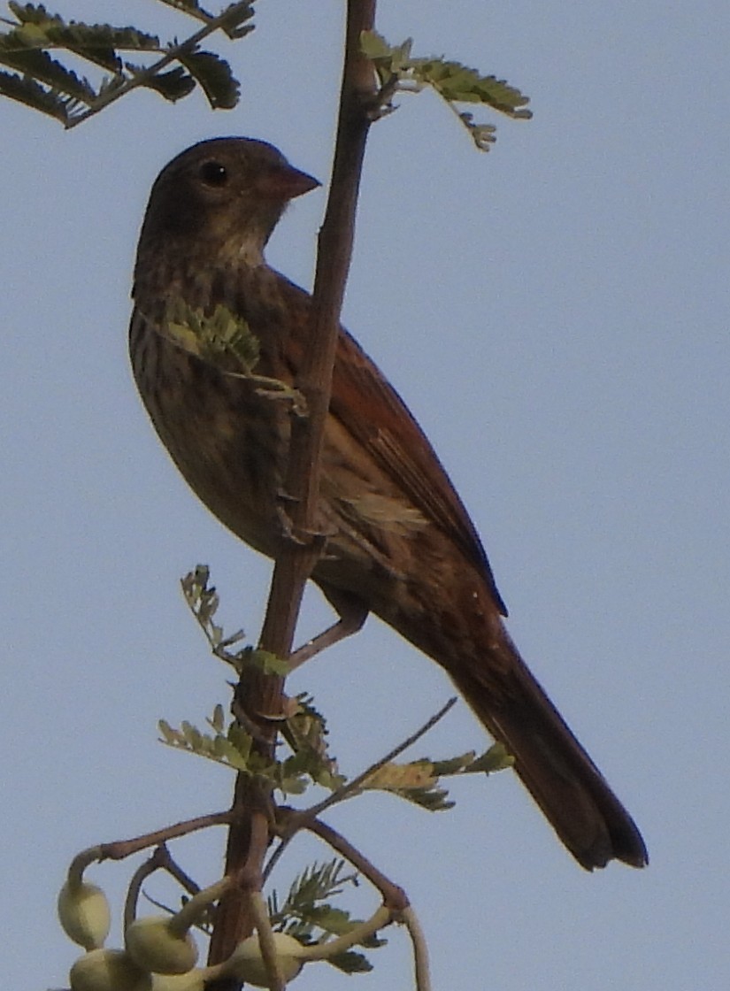 Crested Bunting - ML618368151