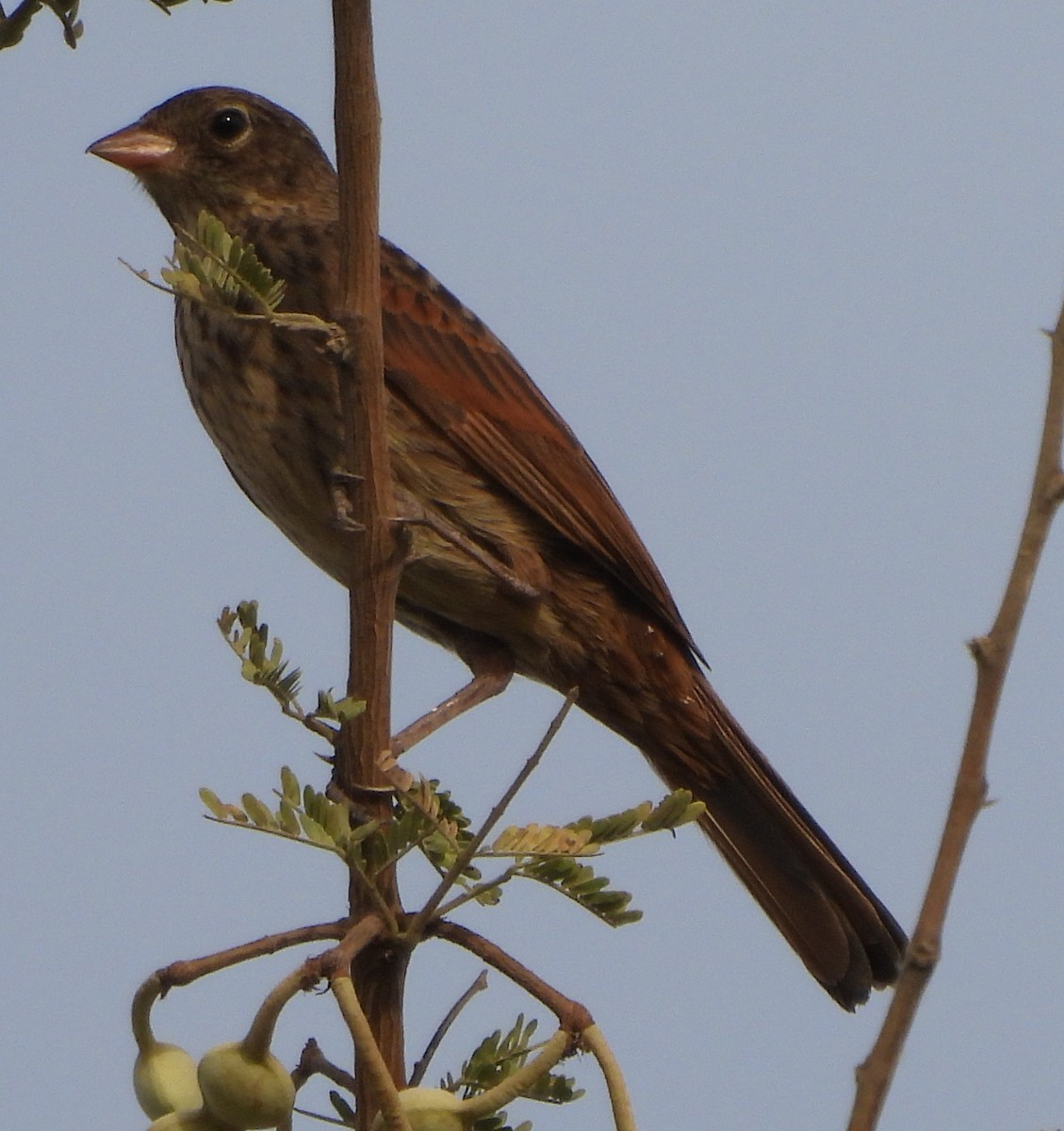 Crested Bunting - ML618368152