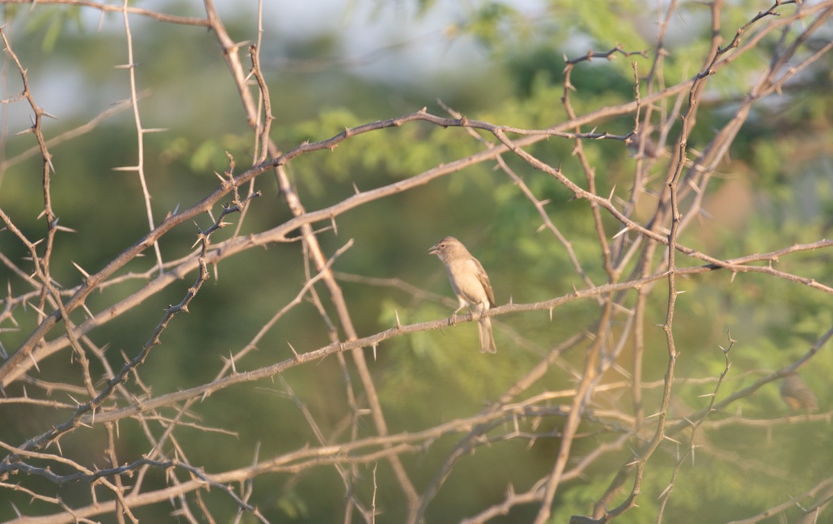 Yellow-spotted Bush Sparrow - ML618368165