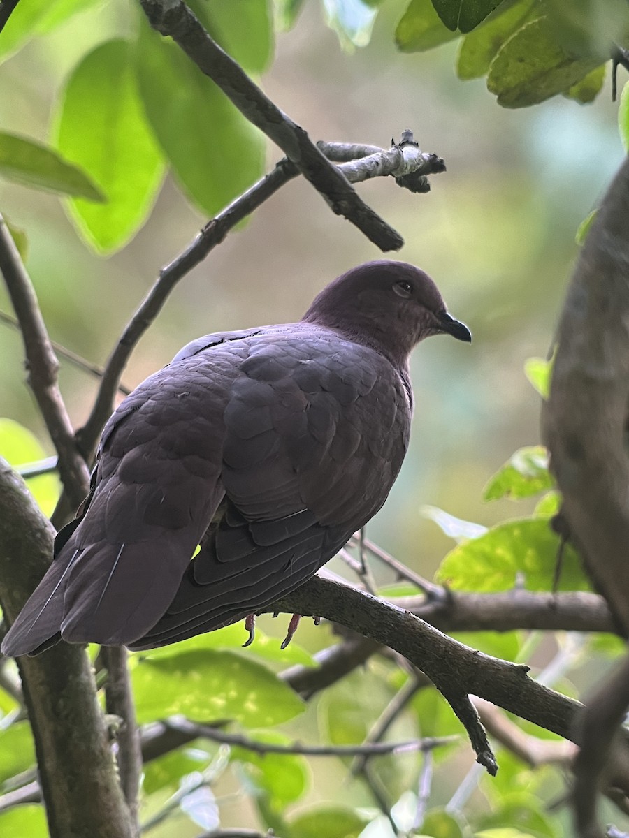 Pigeon à bec noir - ML618368183