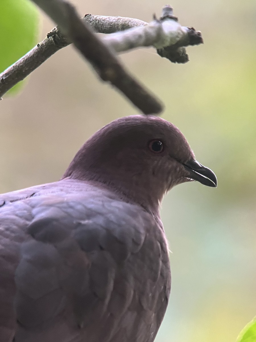 Short-billed Pigeon - ML618368184