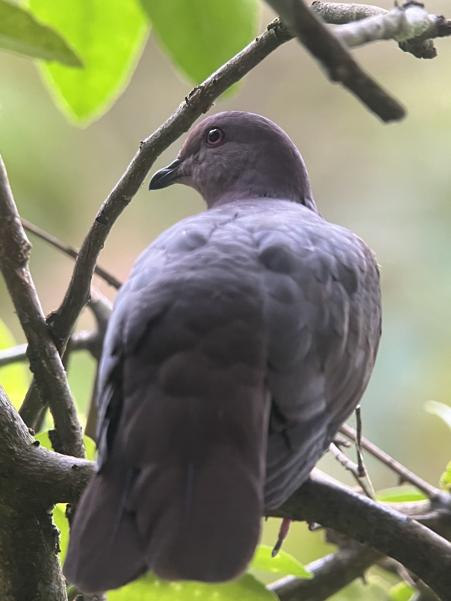Short-billed Pigeon - ML618368185