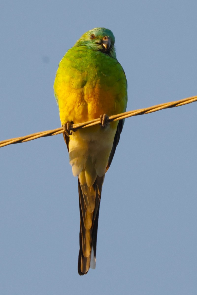 Red-rumped Parrot - ML618368187