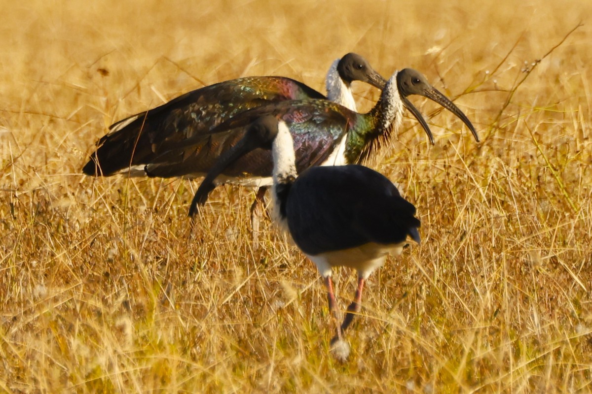 ibis slámokrký - ML618368203