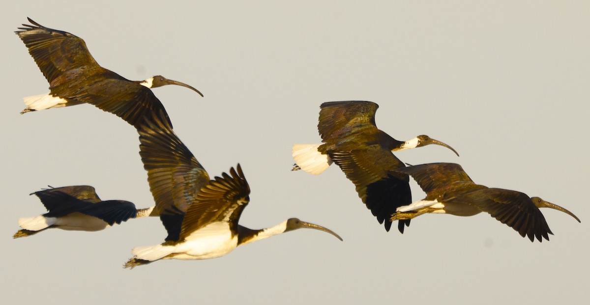 ibis slámokrký - ML618368204