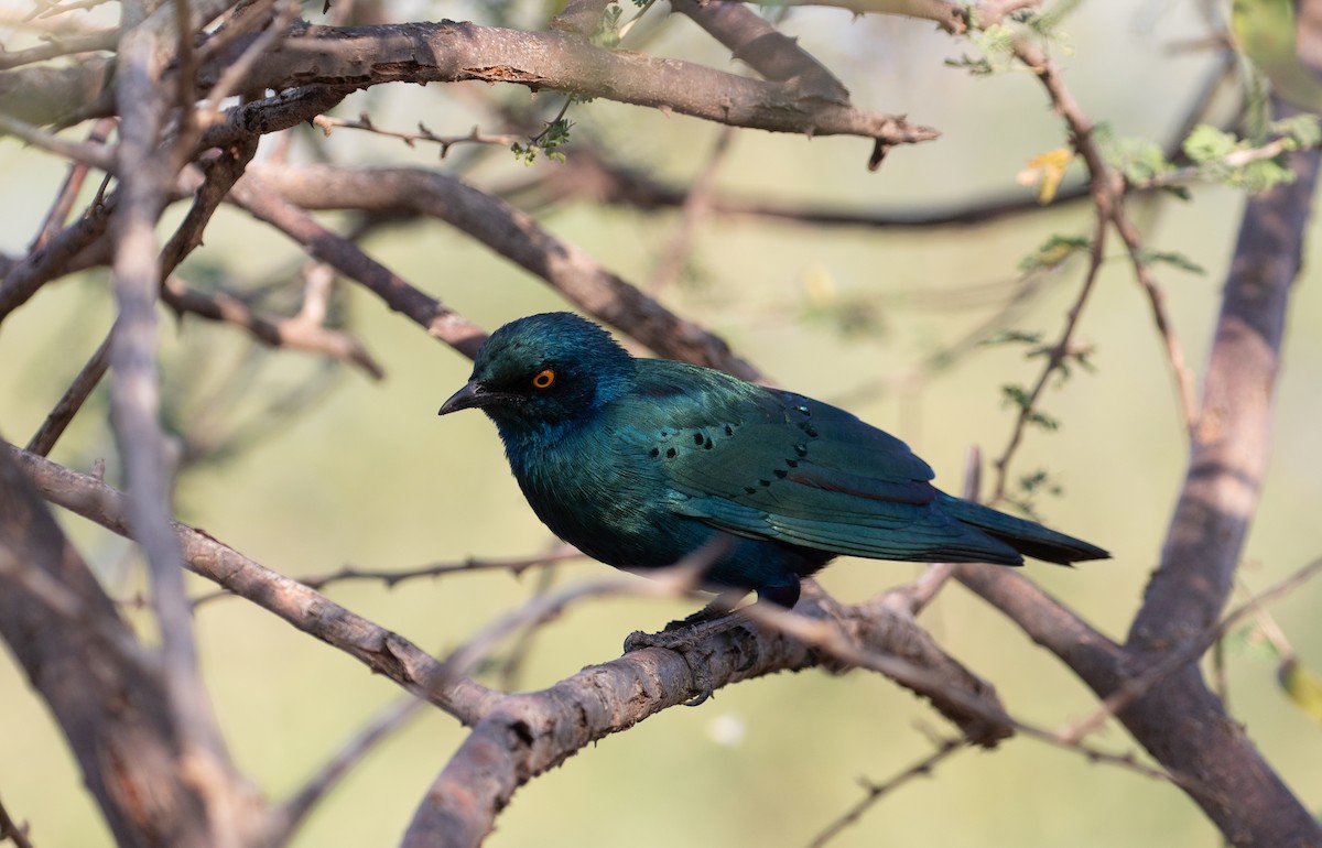 Greater Blue-eared Starling - ML618368238