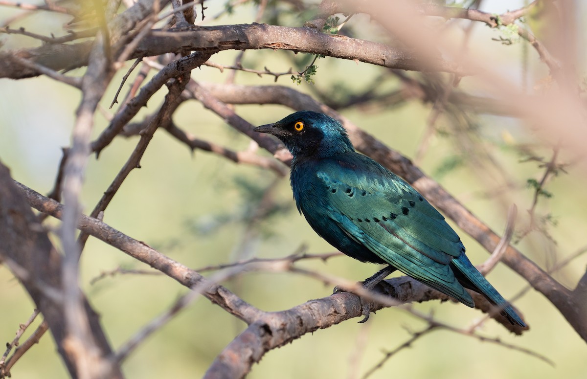 Greater Blue-eared Starling - ML618368239
