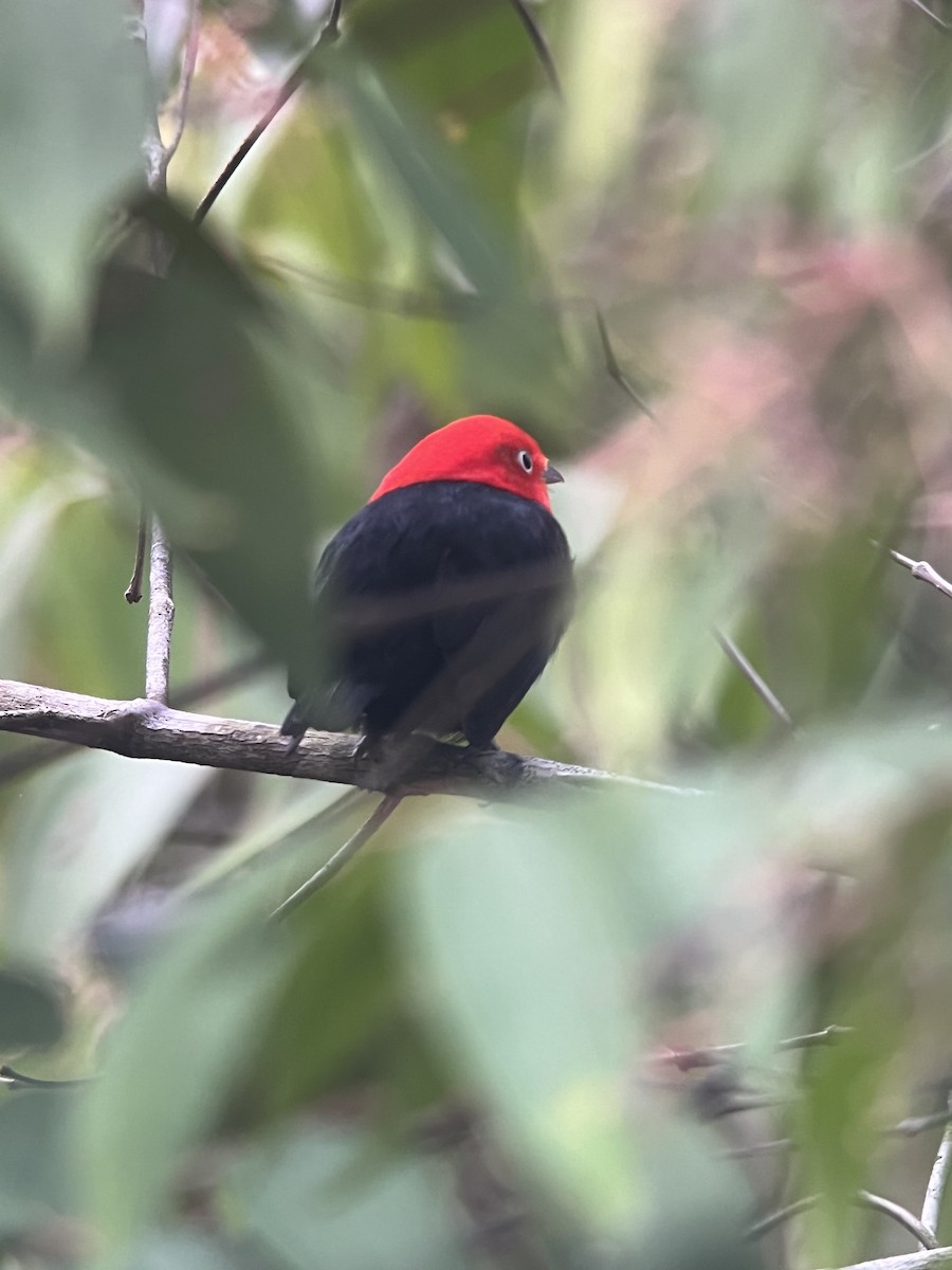 Red-capped Manakin - ML618368252