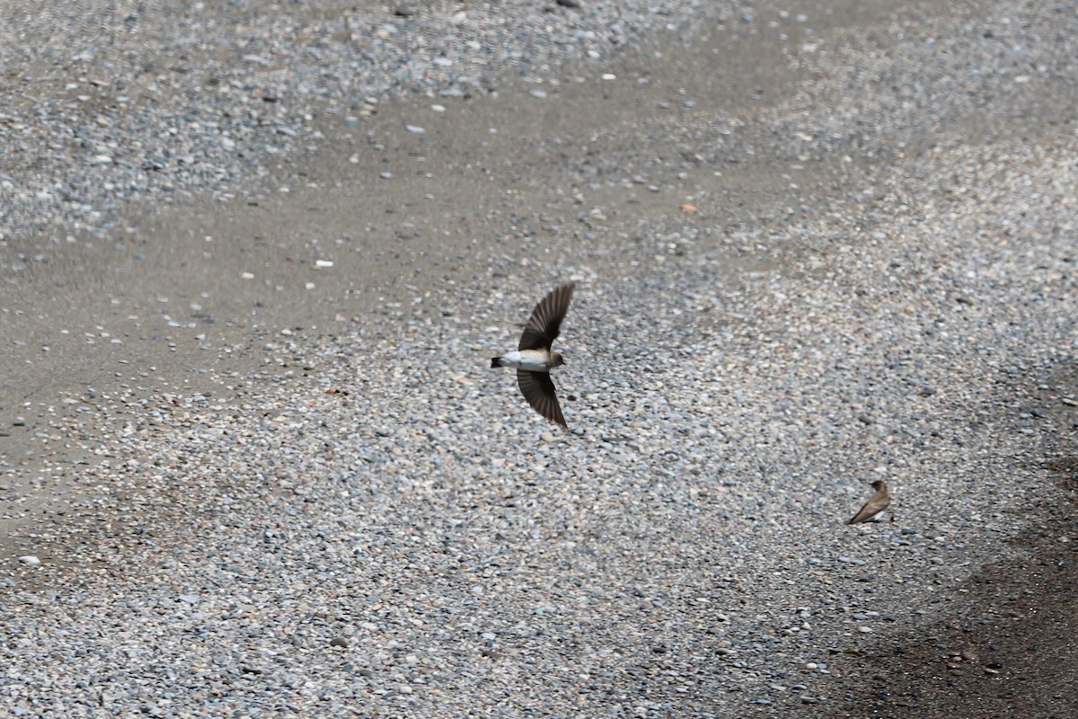 Northern Rough-winged Swallow - Morgan O'Brien