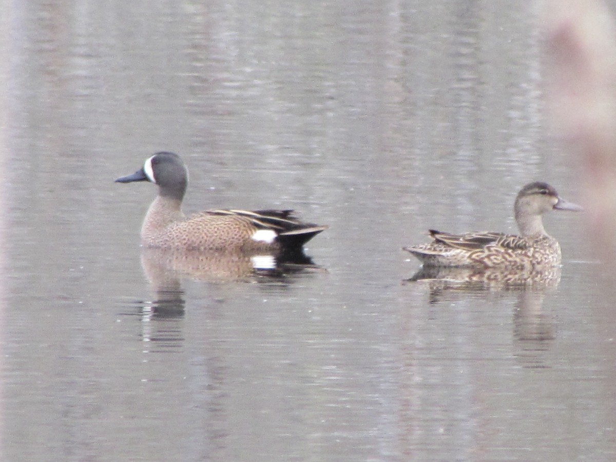 eBird Checklist 3 May 2024 Danby Pond Danby (56 acres) 27 species