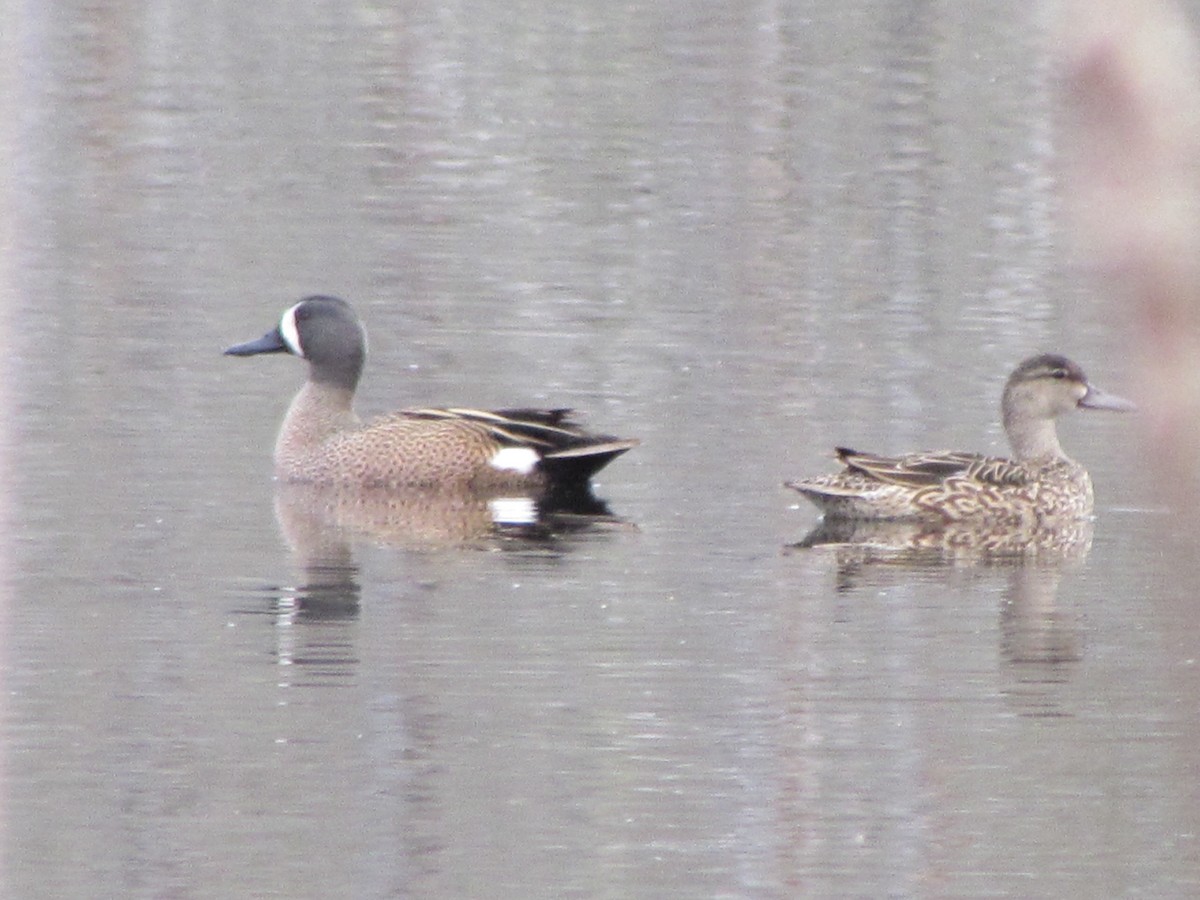 Blue-winged Teal - ML618368257
